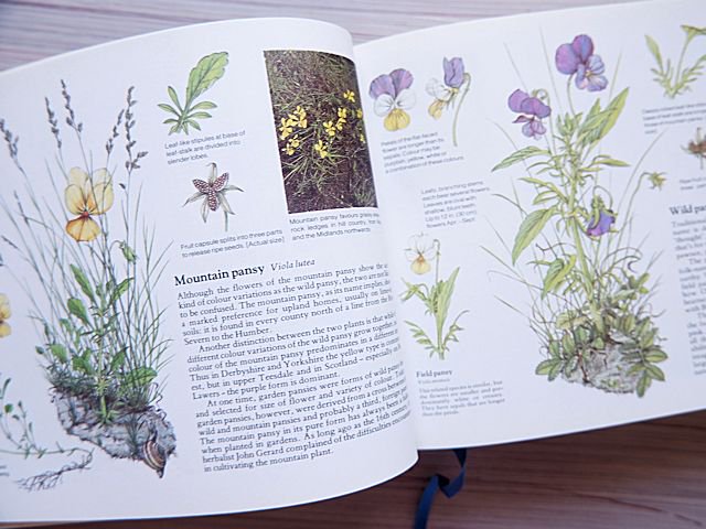 1915年 イギリスの美しく希少なアンティーク植物図鑑 洋書 古書 - 本