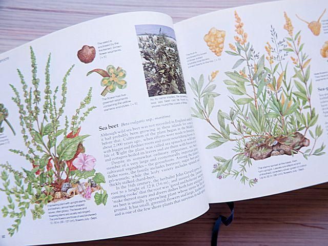 イギリス アンティーク ボタニカルアート/植物画 バラ (British