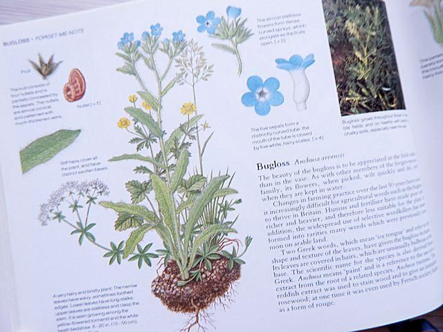 WILD FLOWERS OF BRITAIN | 野の花の植物図鑑 - 外国の古くて WILD FLOWERS OF BRITAIN | 野の花の植物図鑑 - 外国の古くて