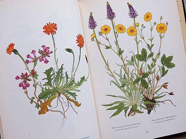 洋書　植物図鑑　ドイツ　花　BLUMEN IN WALD UND FLUR 洋書 植物図鑑 ドイツ 花 BLUMEN IN WALD UND FLUR