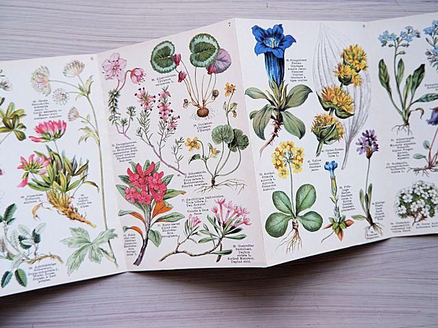 高山植物のアンティーク植物図鑑 | ドイツ発行 - 外国の古くてかわいい絵本たち ついん・らびっと 高山植物のアンティーク植物図鑑 | ドイツ発行 - 外国の古くてかわいい絵本たち ついん・らびっと