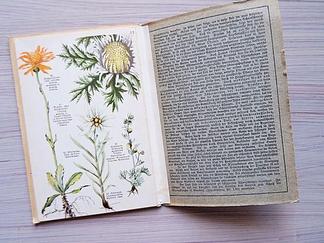 高山植物のアンティーク植物図鑑 | ドイツ発行 - 外国の古くて