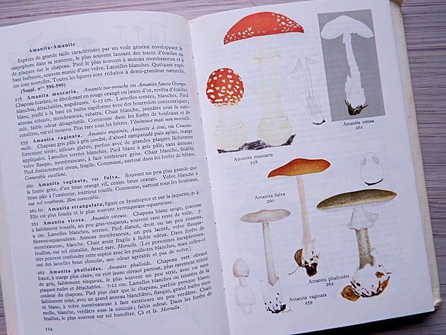 フランス きのこ図鑑 CHAMPIGNONS - Ju-co 海外紙もの・輸入雑貨