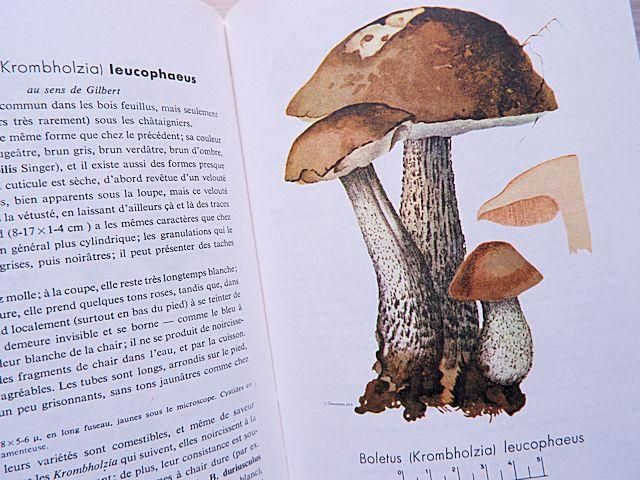 フランスのきのこ図鑑 CHAMPIGNONS：きのこ図鑑/フランス - 外国の古くてかわいい絵本