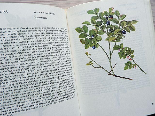 新素材新作 洋書 図解ハーブの本植物画集ハーブ図鑑薬草図鑑256種チェコの 画集