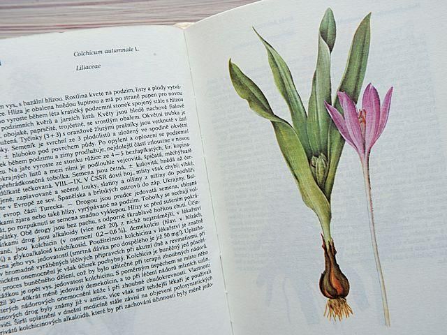 Atlas rostlin 植物図鑑 チェコ 植物図鑑 ボタニカルアート 植物画集 ヴィンテージ Atlas