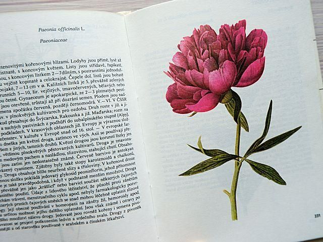 Atlas rostlin 植物図鑑 チェコ 植物図鑑 ボタニカルアート 植物画集 ヴィンテージ Atlas