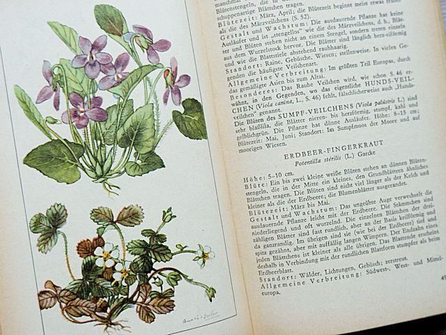 春の花図鑑 | Taschenbuch der HEIMISCHEN FRUHJAHRSBLUMEN