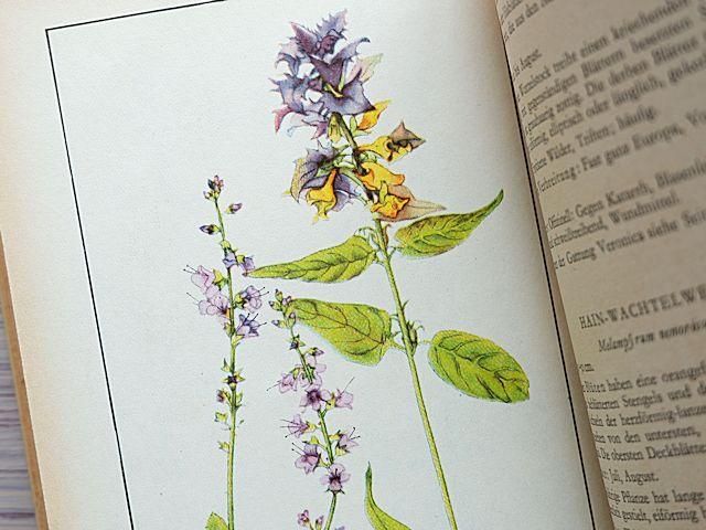 HEIMISCHEN SOMMERBLUMEN | 植物図鑑 - 外国の古くてかわいい