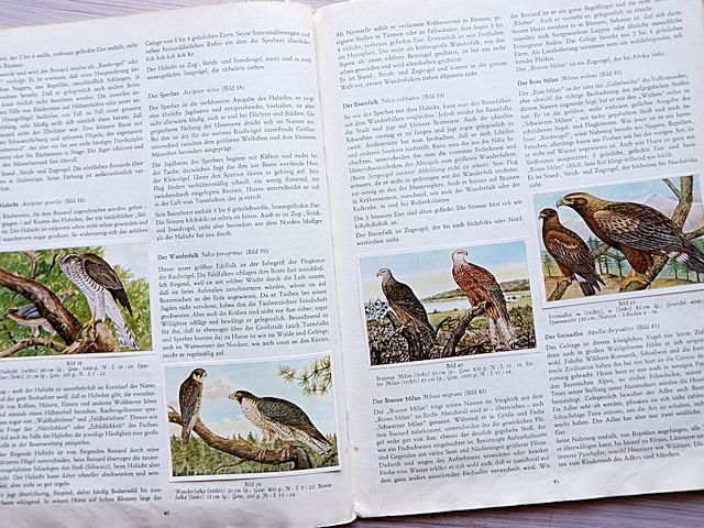 DIE VOGEL DER HEIMAT | 鳥類カード図鑑 - 外国の古くてかわいい DIE VOGEL DER HEIMAT | 鳥類カード図鑑 - 外国の古くてかわいい