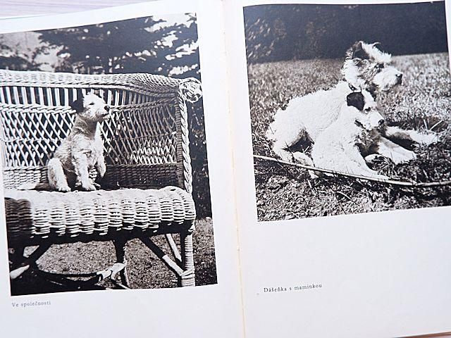 ダーシェンカ | チャペック,カレル, Karel Capek |本 | 通販