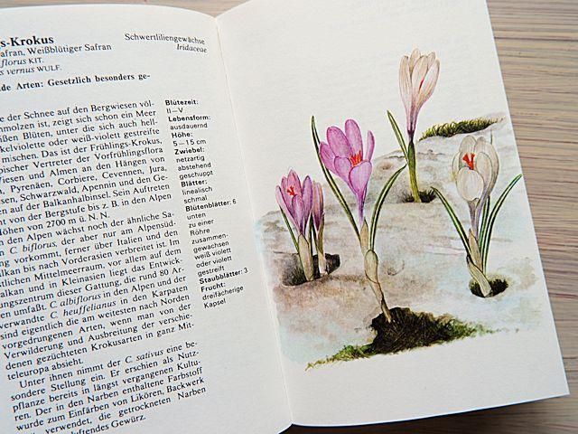 ALPEN PFLANZEN | 植物図鑑 - 外国の古くてかわいい絵本たち