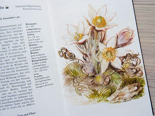 洋書古書 ドイツ アルプスの花 BLUMEN DER ALPEN Amazon.co.jp: ドイツの古い植物図鑑(Waldblumen und