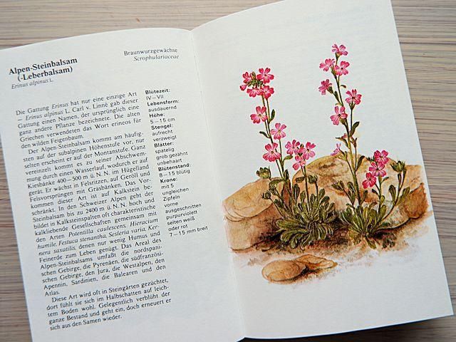 洋書 植物図鑑 ドイツ 花 BLUMEN IN WALD UND FLUR