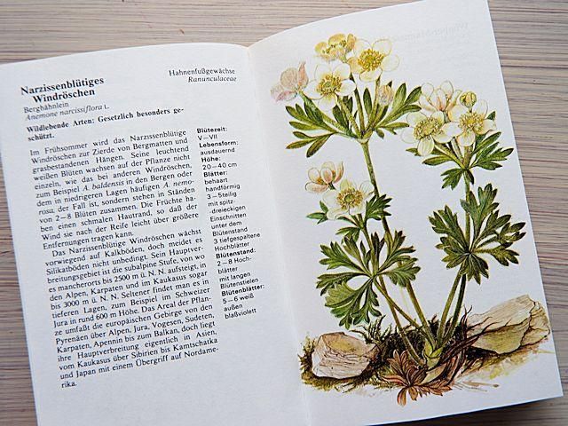 ALPEN PFLANZEN | 植物図鑑 - 外国の古くてかわいい絵本たち ALPEN PFLANZEN | 植物図鑑 - 外国の古くてかわいい絵本たち