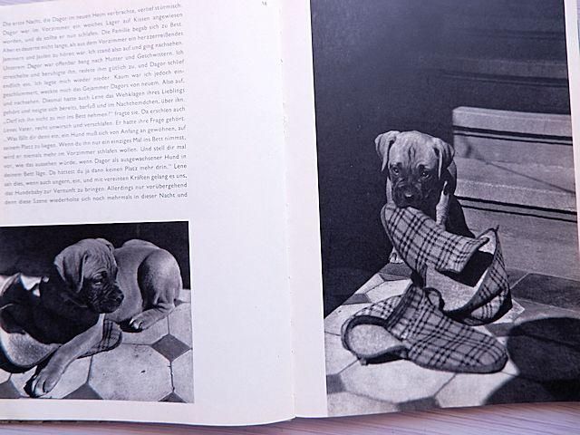 RAF Vaclav Jiru　バーツラフ・イーロ　猫　犬　写真集 イーラ 85枚の猫（85 CHATS par YLLA） | 猫本専門書店 書肆 吾輩堂