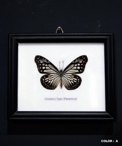 KRAFTRIPS / BUTTERFLY SPECIMEN COLLECTION 1fig collection frame