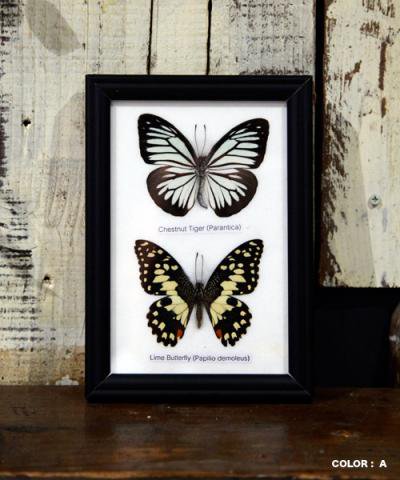BUTTERFLY SPECIMEN COLLECTION 2fig collection frame