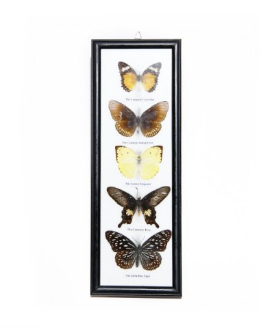 IMPORT / BUTTERFLY SPECIMEN COLLECTION 5fig collection frame