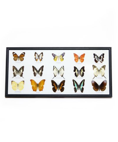 IMPORT / BUTTERFLY SPECIMEN COLLECTION 15fig collection frame