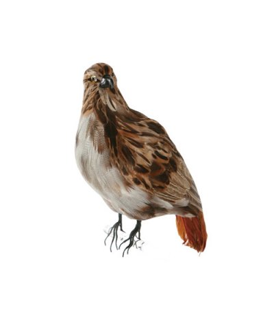 PUEBCO / ARTIFICIAL BIRDS Eagle - S
