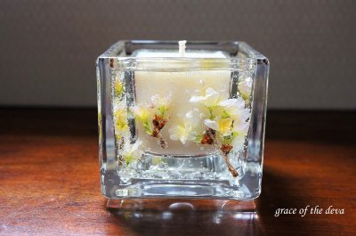 Sakura Botanical candle -soy square- 