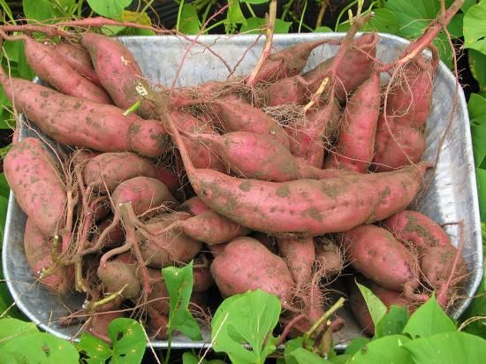 無農薬さつまいも 紅はるか|標準品|5Kg 無農薬さつまいも 紅はるか|標準品|5Kg