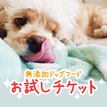 キアオラ 犬用 ラム＆サーモン 9.5kg+950g - 犬