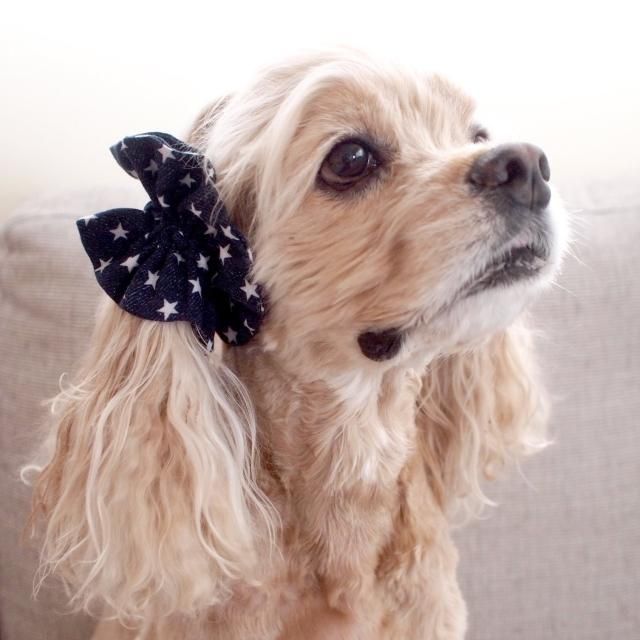 <img class='new_mark_img1' src='https://img.shop-pro.jp/img/new/icons57.gif' style='border:none;display:inline;margin:0px;padding:0px;width:auto;' />Ƥ˥ڥܥܥۥ䡼奷塡ǥ˥ॹ꡼ʥǥ