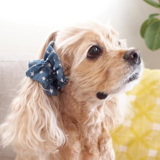 <img class='new_mark_img1' src='https://img.shop-pro.jp/img/new/icons57.gif' style='border:none;display:inline;margin:0px;padding:0px;width:auto;' />Ƥ˥ڥܥܥۥ䡼奷塡ǥ˥ॹ꡼ʥ饤ȥ֥롼