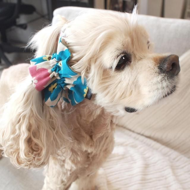 <img class='new_mark_img1' src='https://img.shop-pro.jp/img/new/icons5.gif' style='border:none;display:inline;margin:0px;padding:0px;width:auto;' />ڥܥܥۥ䡼奷塡̲ȥ꡼ʥ֥롼ߥԥ󥯡