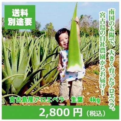宮古島産オーガニックアロエベラの生葉を宮古島から直送します 新鮮で大きなアロエベラです 宮古島産オーガニックアロエベラの生葉を宮古島から直送します 新鮮で大きなアロエベラです