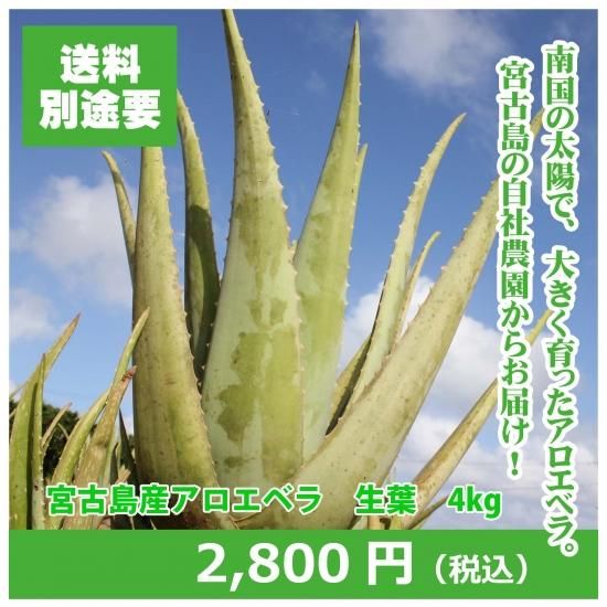 宮古島産オーガニックアロエベラの生葉を宮古島から直送します 新鮮で大きなアロエベラです 宮古島産オーガニックアロエベラの生葉を宮古島から直送します 新鮮で大きなアロエベラです