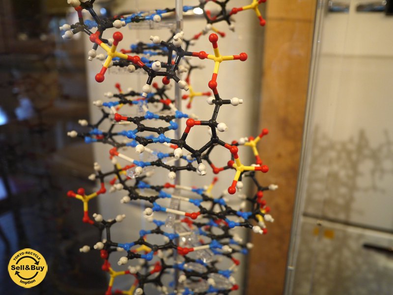 丸善 MARUZEN HGS分子構造模型 DNA組立完成模型 Z型 定価12万円 ◎
