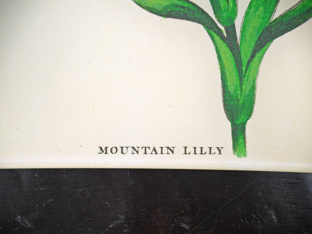 󡦥ǥꥢ JOHN DERIAN ǥѡץ졼 June ޥ Mountain Lilly 껮 ˥塼衼 