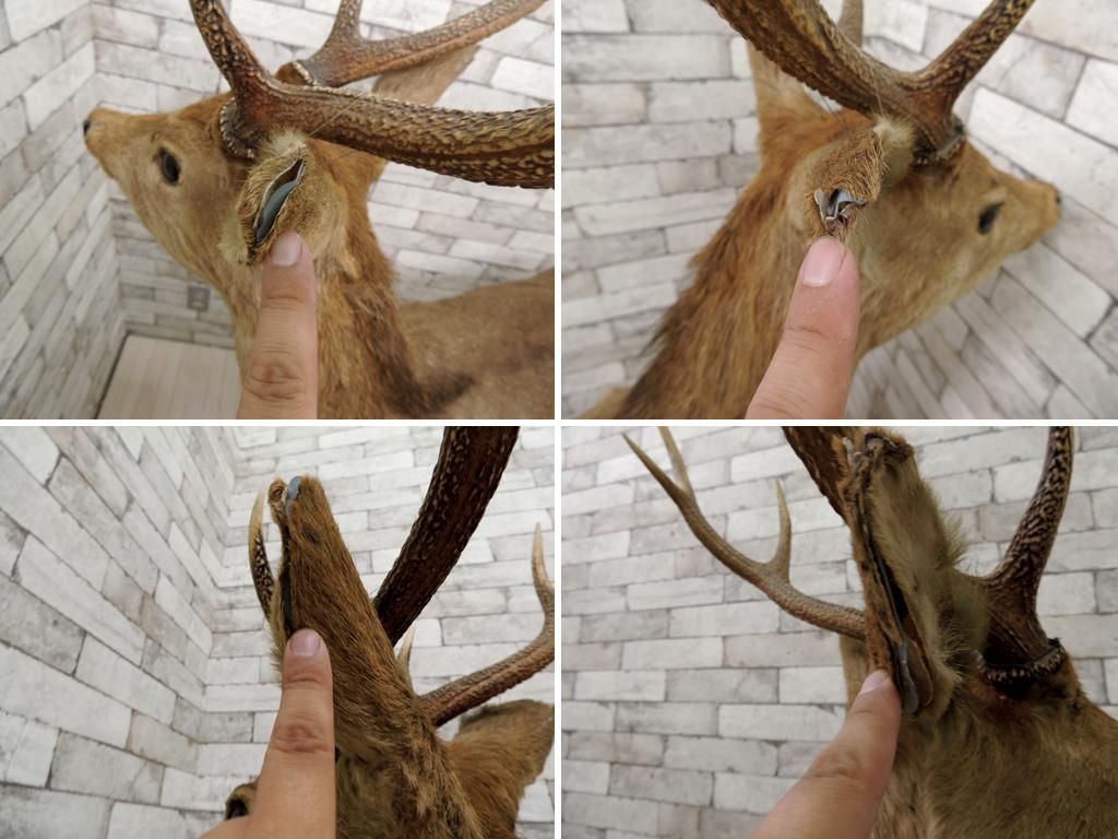 雄鹿 しか トナカイ 剥製 置物 実寸大 全身 大型 インテリア オブジェ 角 標本 動物 Tokyo Recycle Imption 東京 世田谷のリサイクルショップ デザイナーズ 北欧家具の販売 買取