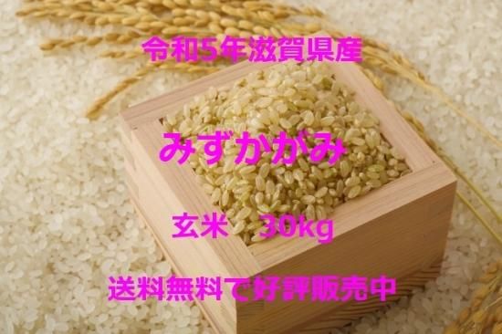 近江米 令和5年産 みずかがみ（玄米） - 篠原商店