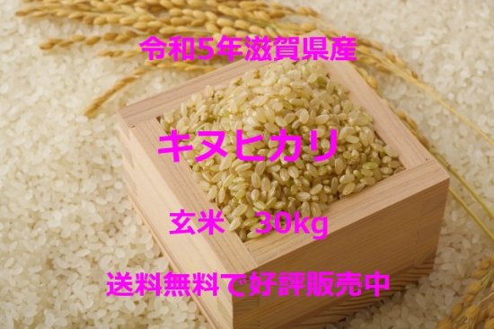 近江米令和5年産キヌヒカリ（玄米） - 篠原商店