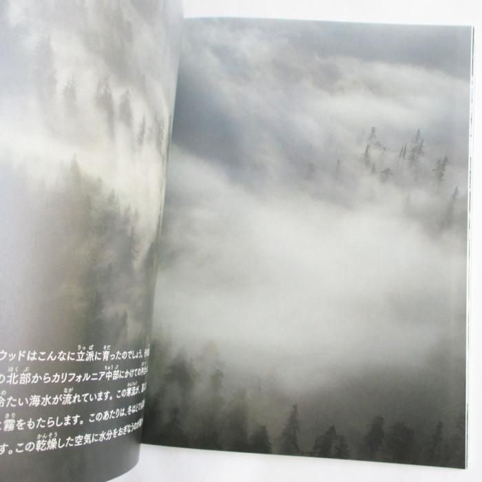 月刊たくさんのふしぎ 270号 大きな 巨きな木 Wordsong 月刊たくさんのふしぎ 270号 大きな 巨きな木 Wordsong