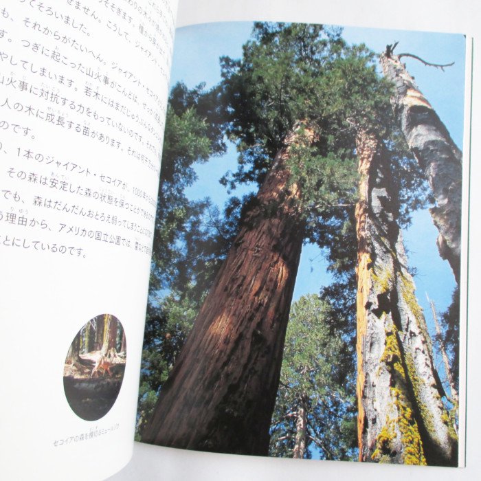月刊たくさんのふしぎ 270号 大きな 巨きな木 Wordsong