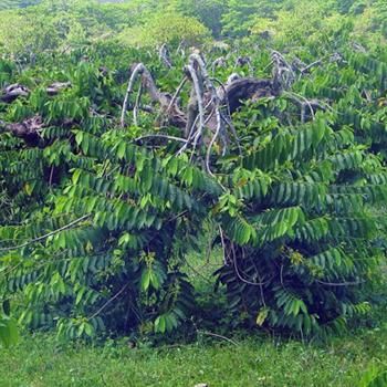 イランイランエキストラアロマオイル「パフューマーハウス」