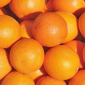 オレンジスイートアロマオイル「パフューマーハウス」