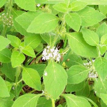 【ムーミンさま】PRANAROM アルベンシスミント BIO 10ml 精油 ムーミンさま】PRANAROM アルベンシスミント BIO 10ml 精油