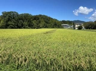 楽天市場】【完売御礼】玄米 米 30kg 岐阜県産 ミネアサヒ 玄米