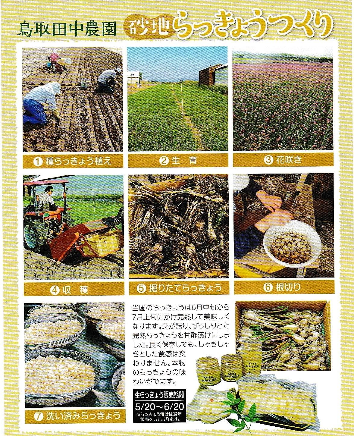 鳥取県産 金のらっきょ漬け 特大瓶 完熟らっきょうを使用 田中農園直送 賞味期限21 03 30 Mottob もっとびー 鳥取県産 金のらっきょ漬け 特大瓶 完熟らっきょうを使用 田中農園直送 賞味期限21 03 30 Mottob もっとびー