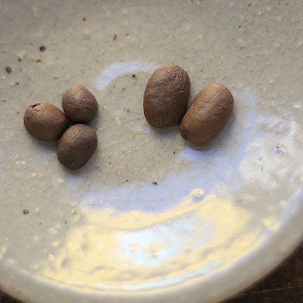 一般的なブルボン種のコーヒー豆との比較写真