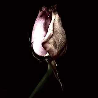 神はサイコロを振らない - ART LOVE MUSIC online shop