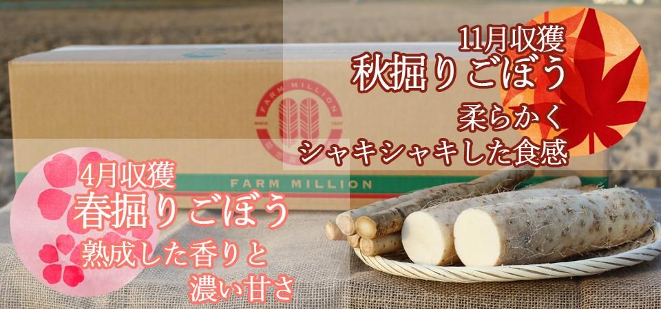 2種のごぼうの説明
