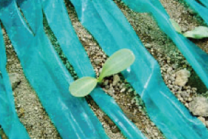 ごぼう発芽イメージ