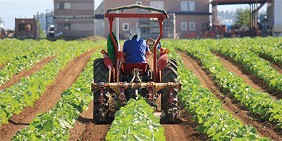 ごぼう除草イメージ